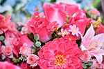 flower, daisy, blossom