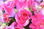 flower, daisy, blossom