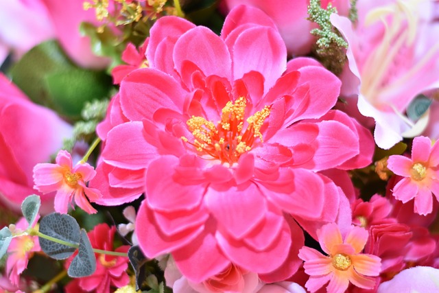 Flower, พื้นหลังดอกไม้, ดอกไม้สวย, Daisy