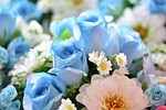 flower, daisy, blossom