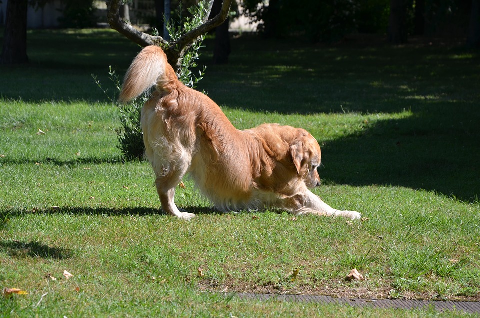 Anjing Emas Hewan Foto Gratis Di Pixabay