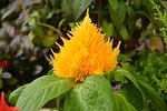 plant célosia, yellow, green leaves