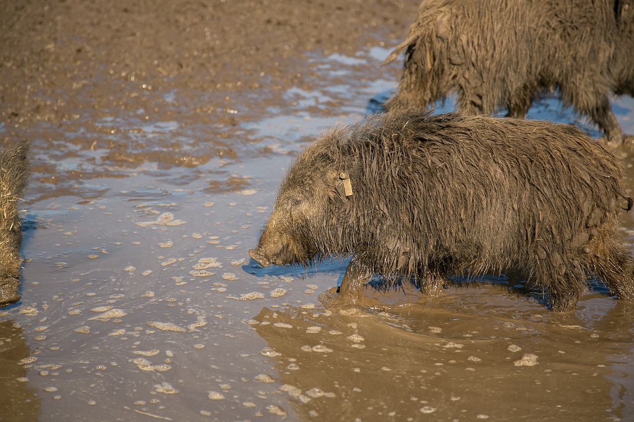 Cochon Sauvage Couvoir Les Photo Gratuite Sur Pixabay Pixabay