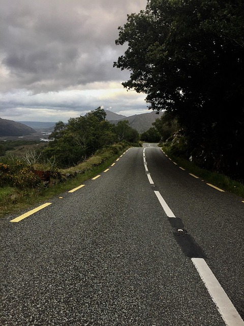Free Road Trees photo and picture