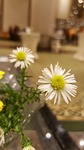 small flower, white, flower