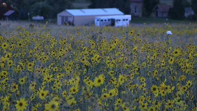 Felt, Solsikke, Natur, Blomst, Gul