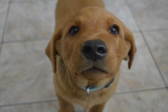Free Dog Puppy photo and picture