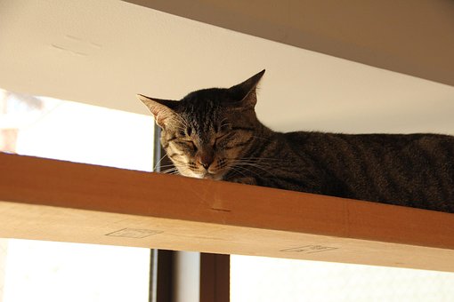 Free Cat Sleeping Face photo and picture