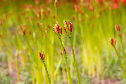 Free Spider Lily Bud photo and picture