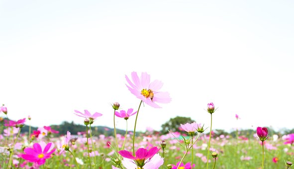 Free Cosmos Bee photo and picture