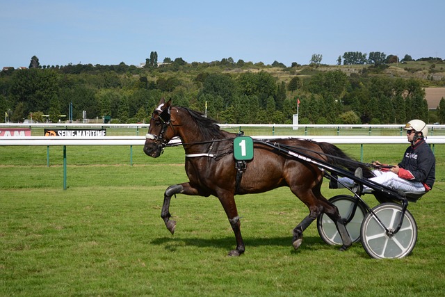 Pferd, Pferderennen, Jockeys, Aufwärmen