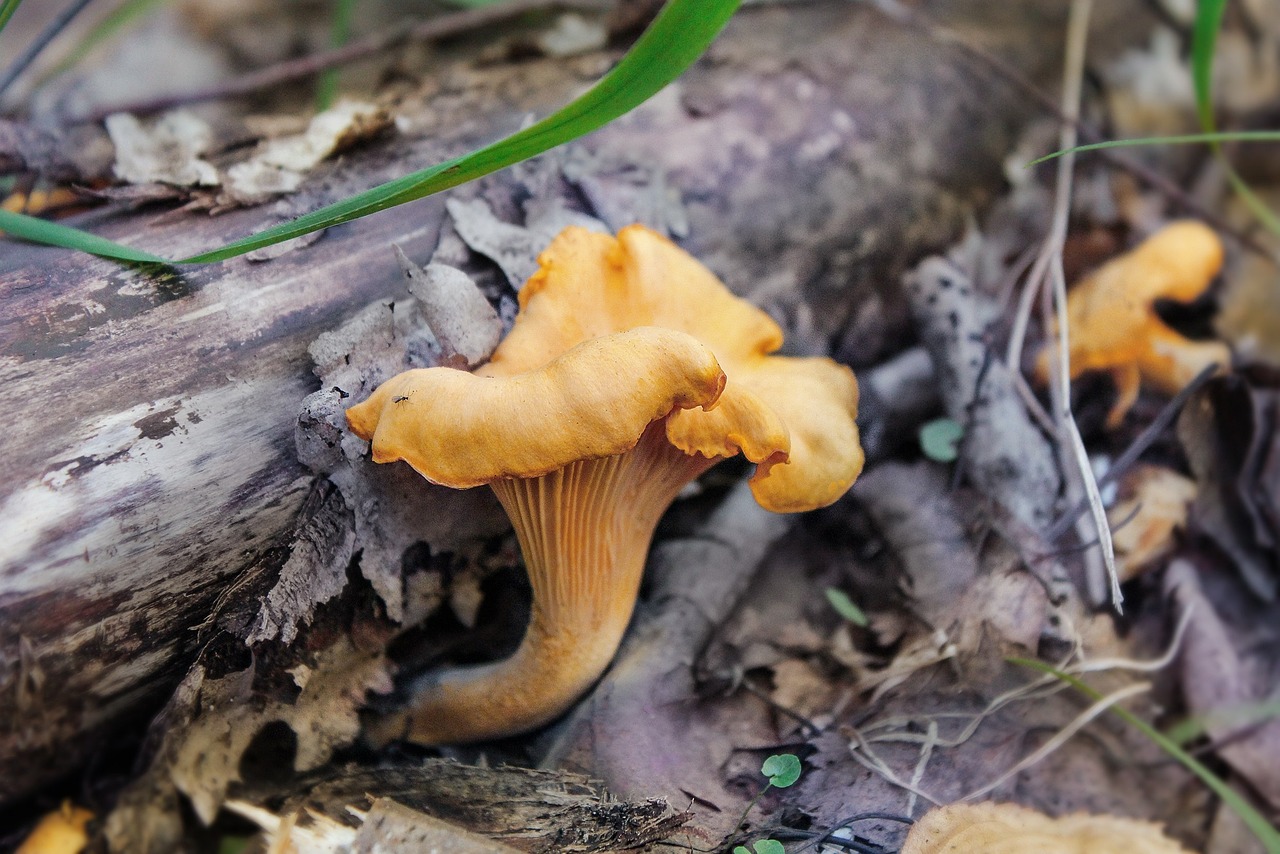 Champignons Forêt La - Photo gratuite sur Pixabay - Pixabay