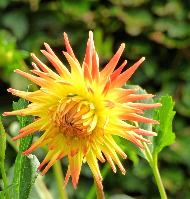 Free Flower Dahlia photo and picture