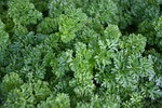 parsley, aromatic plant, medicinal
