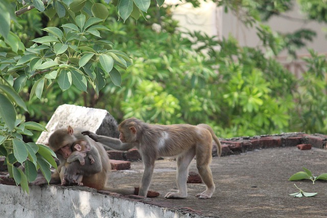 Free Monkey Wildlife photo and picture