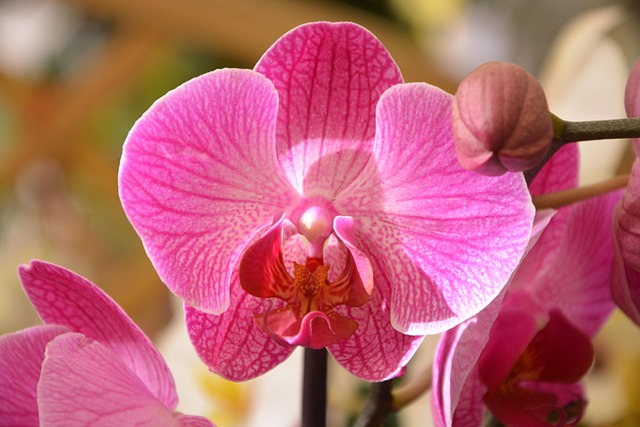 Free Orchid Bright Pink To Offer photo and picture