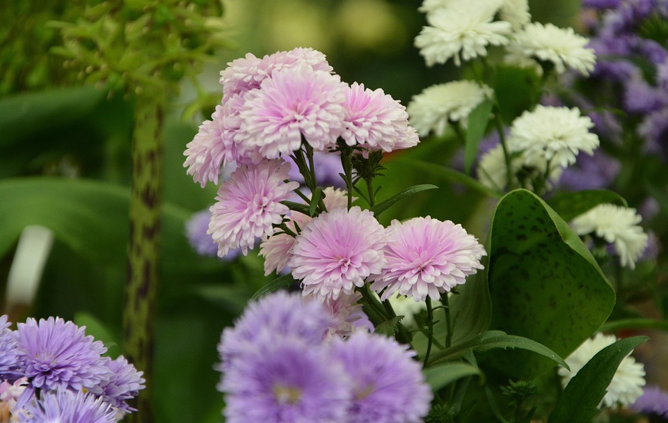 Flowers Fall Pink Parma - Free photo on Pixabay - Pixabay