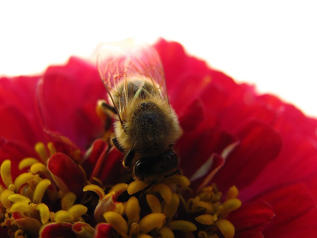 Free Flower Bee photo and picture