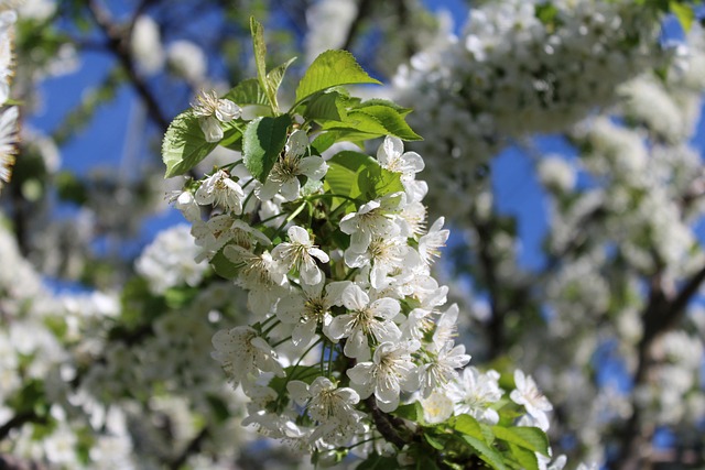 Forår, Blomst, Årstider, Blomst Baggrund