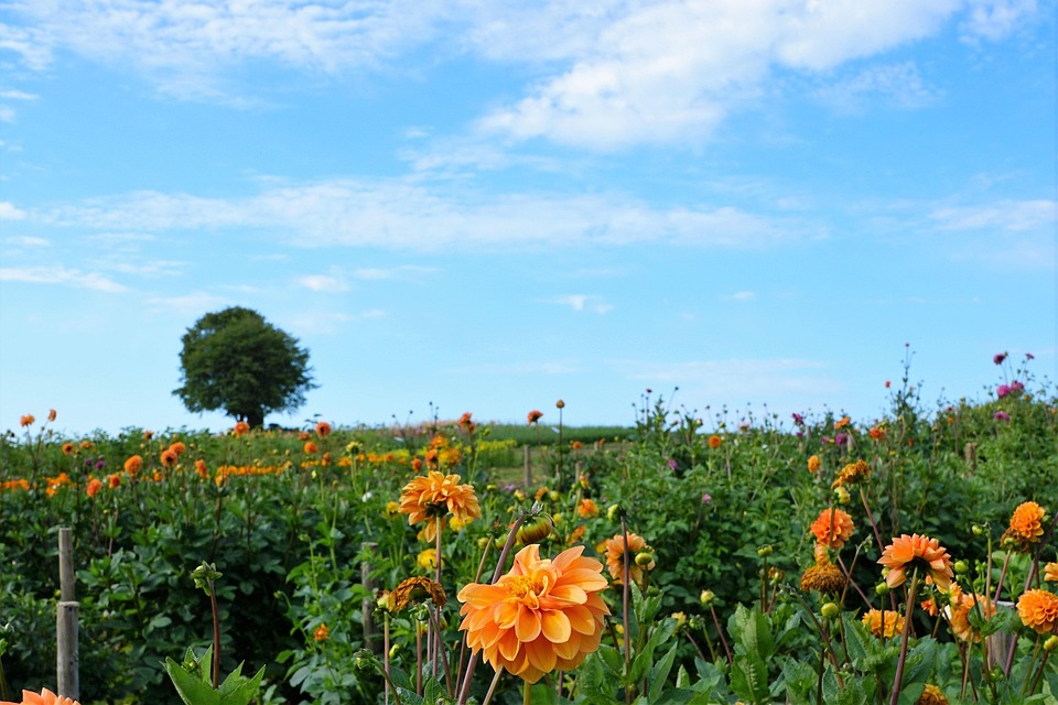 meadow-2689638_960_720.jpg