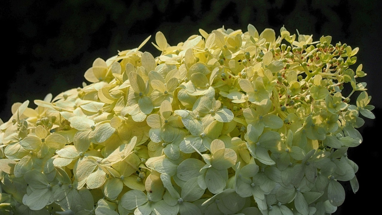 hydrangea, flower wallpaper, beautiful flowers, hydrangeas, flower, blooms, garden, nature, plant, a garden plant, small-flower hydrangea, garden flower, flower background, ornamental plants, the delicacy, flowering, blooming, colorful