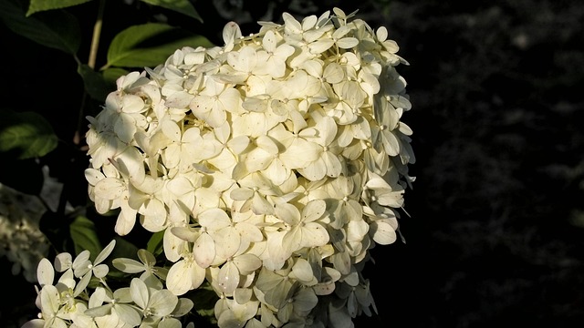 Hortensia, Hortensia ' S, Bloemen, Bloem