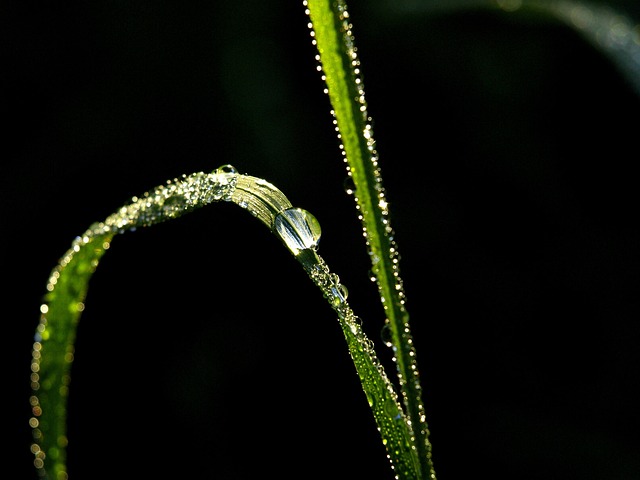 Free Dew Dewdrop photo and picture
