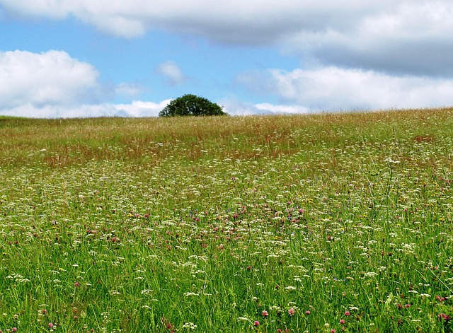 Free Meadow Flower Meadow photo and picture