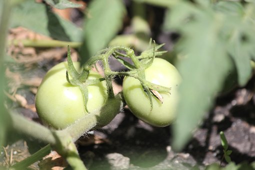 Grün, Lebensmittel, Gesund, Frisch