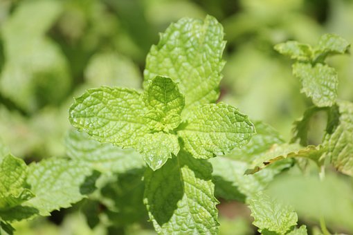 100 Gambar Daun Mint Dan Bunganya HD Paling Baru 100 Gambar Daun Mint Dan Bunganya HD Paling Baru