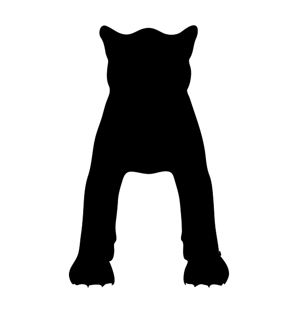 Free panther animal wild illustration