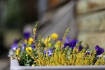 karoo na, flower, yellow flower