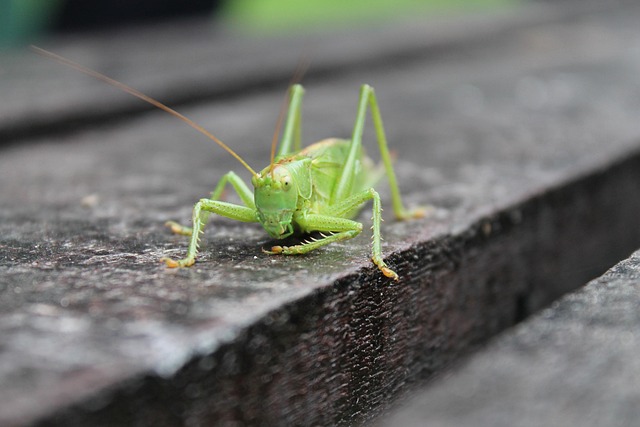 Free Grasshopper Green photo and picture