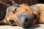 sheep-dog, dog, german shepherd