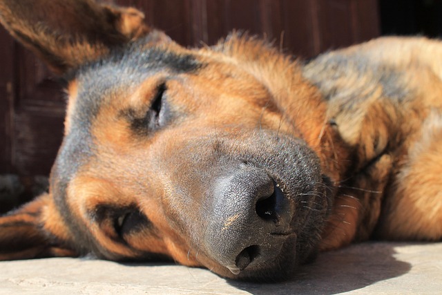 Free Sheep-Dog Dog photo and picture