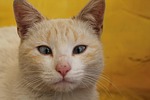 cat, strabismus, yellow