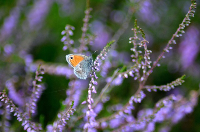 Mariposa, Multicolor