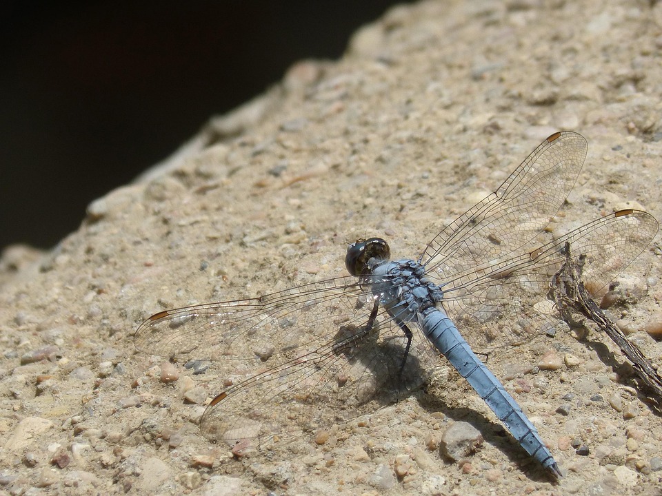 Blue Dragonfly Winged Insect - Free photo on Pixabay
