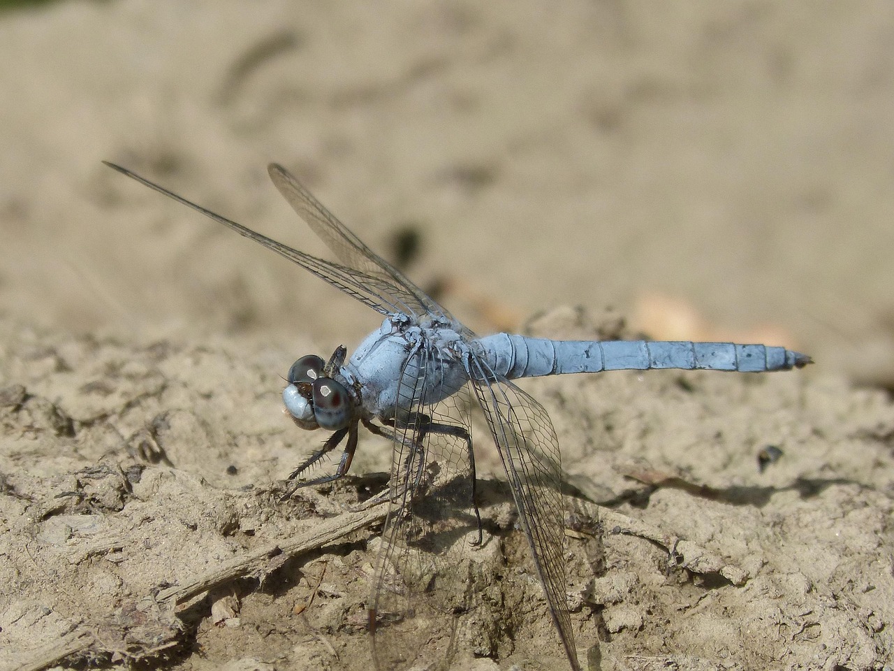 Blue Dragonfly Winged Insect - Free photo on Pixabay - Pixabay