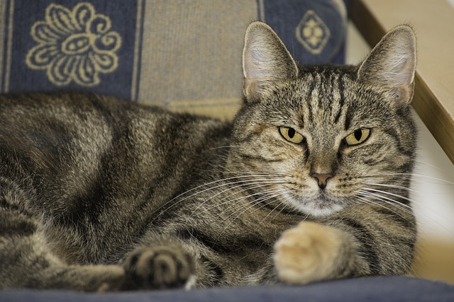 Free Domestic Cat Close-Up Close-Up photo and picture