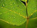 leaf, leaves, green