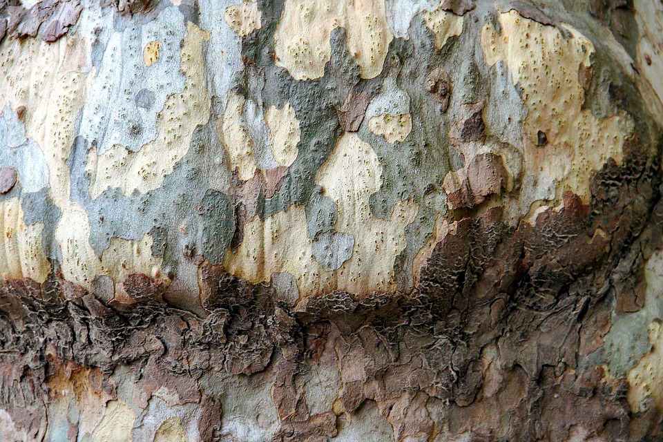 Tree Bark Structure - Free photo on Pixabay