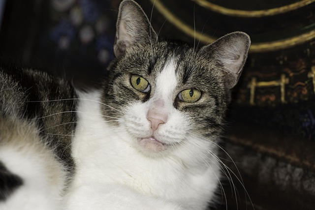 Free Domestic Cat Close-Up Close-Up photo and picture