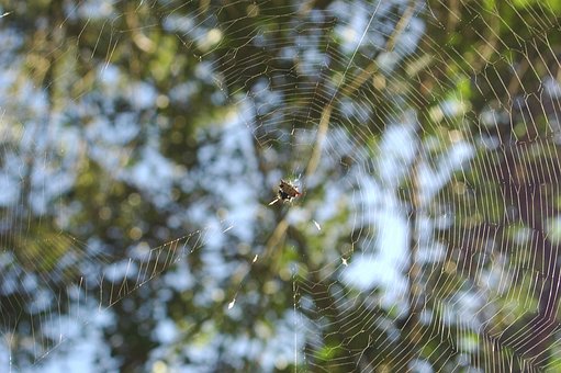 Edderkop, Kuglevæver, Web, Natur