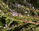 wild heather, heather, wildflower