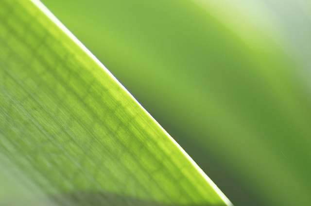 Hoja, Verde, Naturaleza