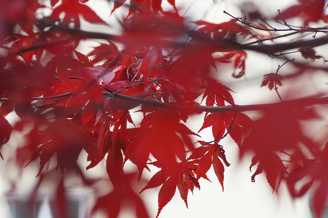 Sale De, Arce, Rojo, Naturaleza, Otoño
