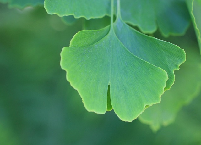 Gingko Biloba, Leveleket, Természet