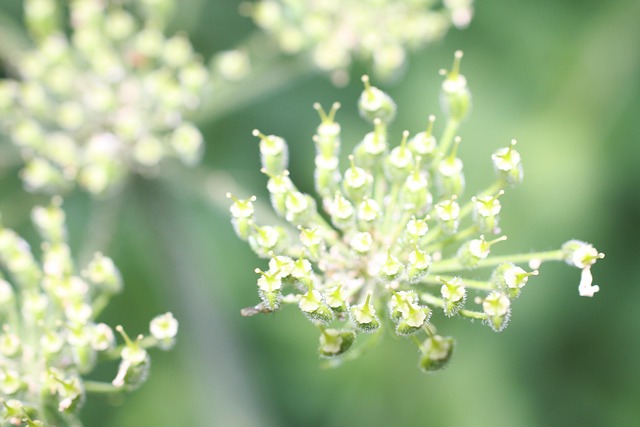 Planta, Verde, Naturaleza, Flor