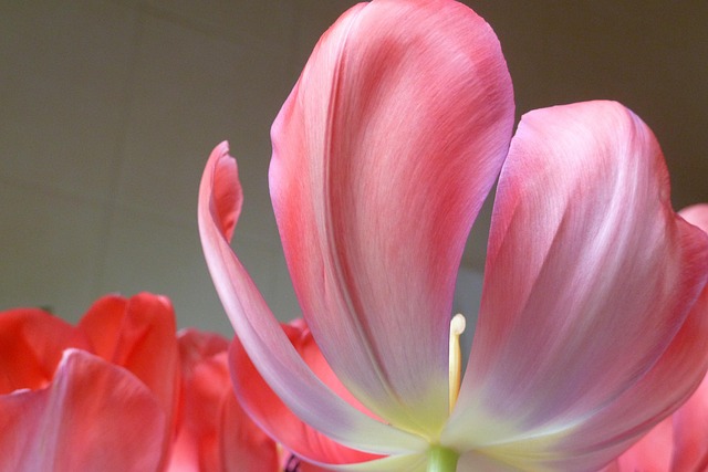 Tulipán, Rojo, Naturaleza, Primavera